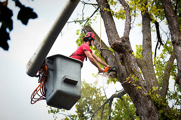 Best Utility Line Clearance  in Montalvin Manor, CA